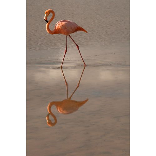 Sederquist, Betty 아티스트의 Greater Flamingo-Ecuador작품입니다.